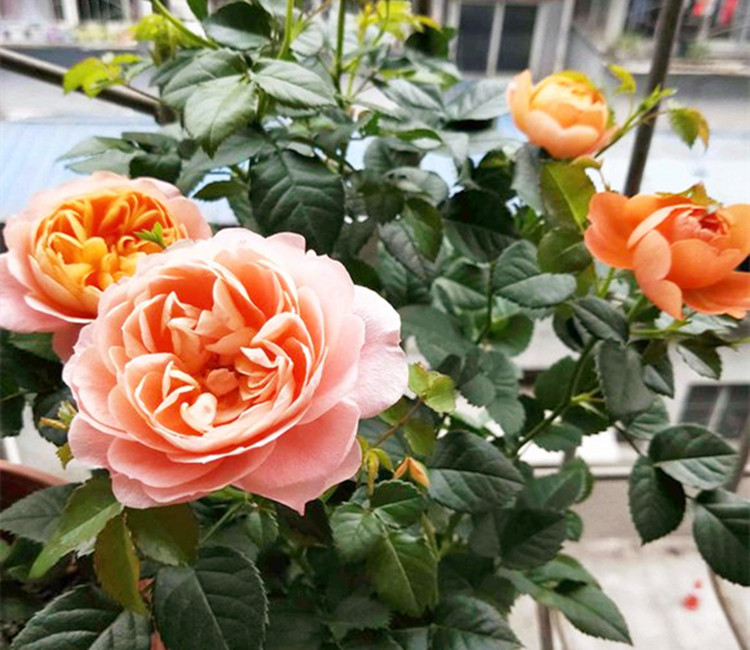 J9直营集团官方网站